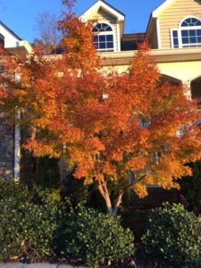 website-november-25-2016-fall-colors-tree