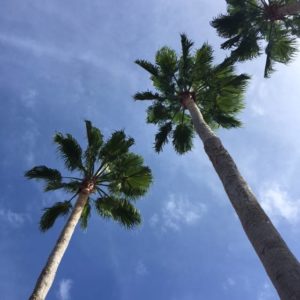 website-november-30-2016-palm-trees-orlando-fl